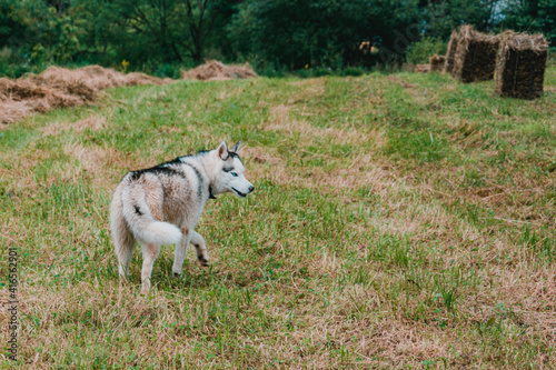 Siberian Husky walks on a freshly mowed field. © Niko_Dali