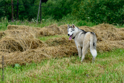 Siberian Husky walks on a freshly mowed field.