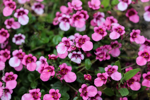 small pink flowers in garden closeup