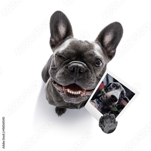 Fototapeta Naklejka Na Ścianę i Meble -  dog holding a photogrpah of a dog