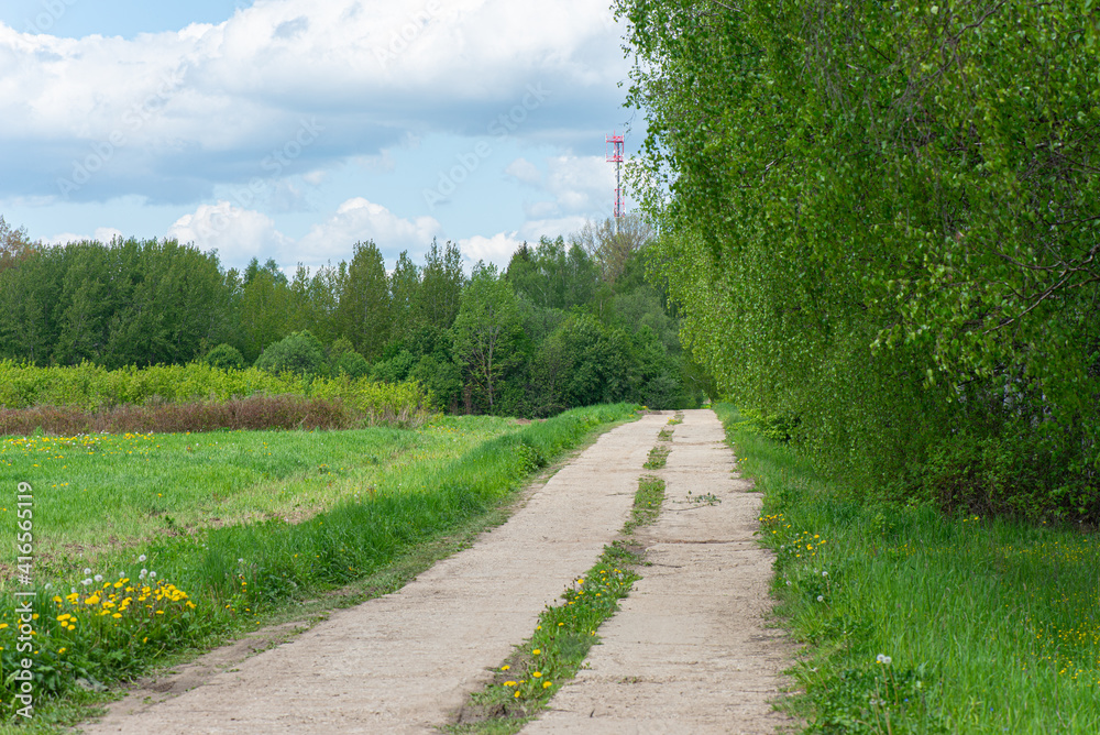 Fototapeta premium Village country road near the forest in summer