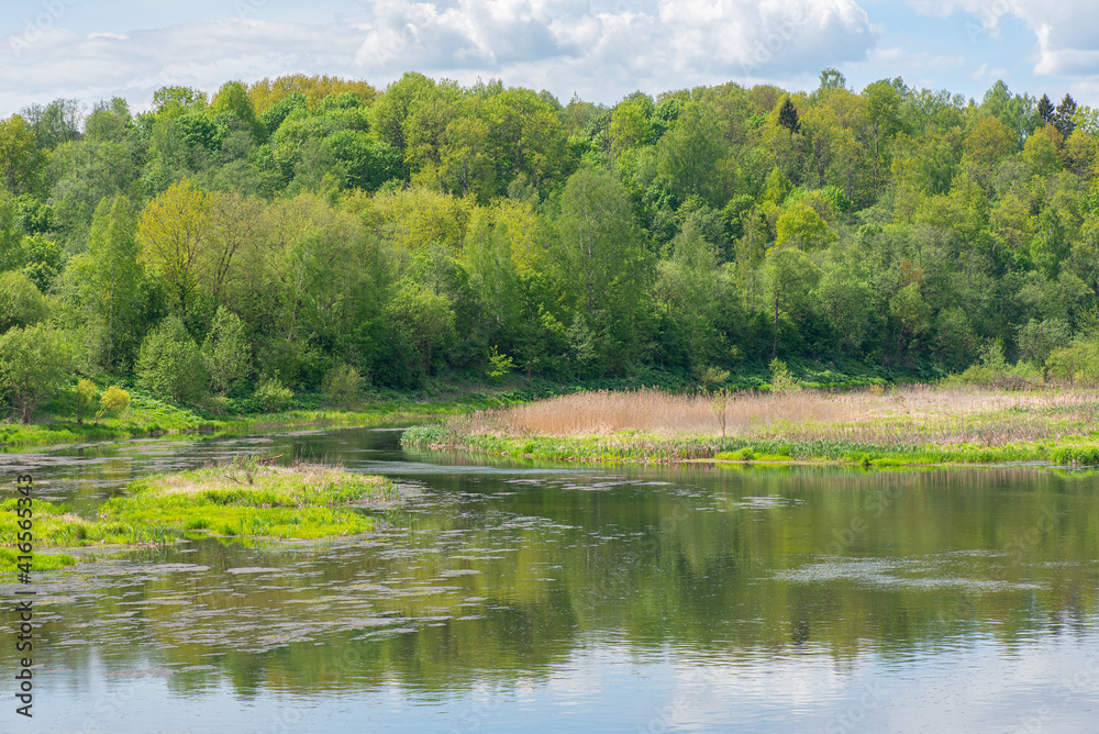 Panoramic view of the river and forest in summer