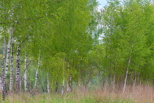 Fototapeta Naklejka Na Ścianę i Meble -  Panoramic view of the birch grove