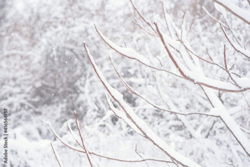 Snowy forest with snow falling in winter. Pure snowy forest nature. Winter foggy forest scene. Snowy forest with snow falling in winter. Pure snowy forest nature. Winter foggy forest scene.