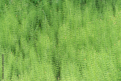 Acrocarpous moss (Polytrichum commune) in summer. Texture photo