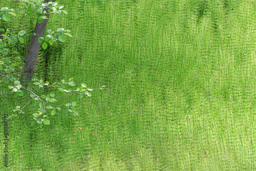 Acrocarpous moss (Polytrichum commune) in summer. Texture photo