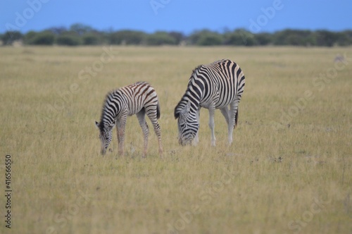 Zebras  Botswana