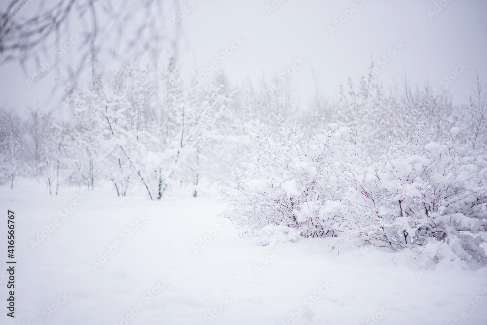 Fototapeta premium Misty landscape with snow covered forest. Winter forest covered by fresh snow during winter Christmas time. The winter scene with frosty trees, white snow foreground and foggy sky.