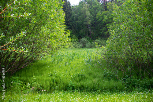 Forest glade with trees, sedge and Acrocarpous moss (Polytrichum commune) in summer photo