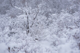 Misty landscape with snow covered forest. Winter forest covered by fresh snow during winter Christmas time. The winter scene with frosty trees, white snow foreground and foggy sky. Selective focus.