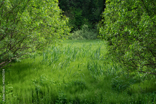 Forest glade with trees, sedge and Acrocarpous moss (Polytrichum commune) in summer photo