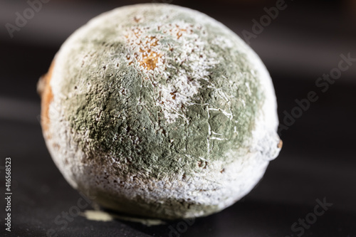 moldy lemon on dark background