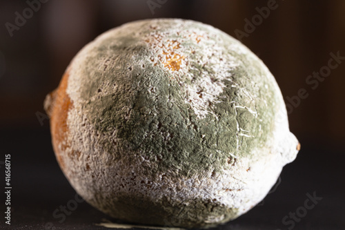 moldy lemon on dark background