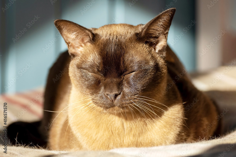 A Burma cat lies with its eyes closed, basking in the sun. Its coat shines and shimmers in the sunlight. A close-up of the cat.