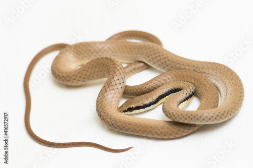 Malayan Ringneck Snake liopeltis tricolor isolated on white background photo