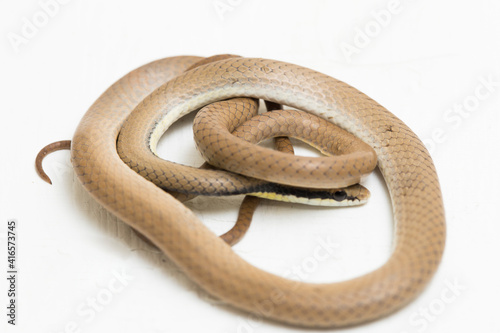 Malayan Ringneck Snake liopeltis tricolor isolated on white background photo