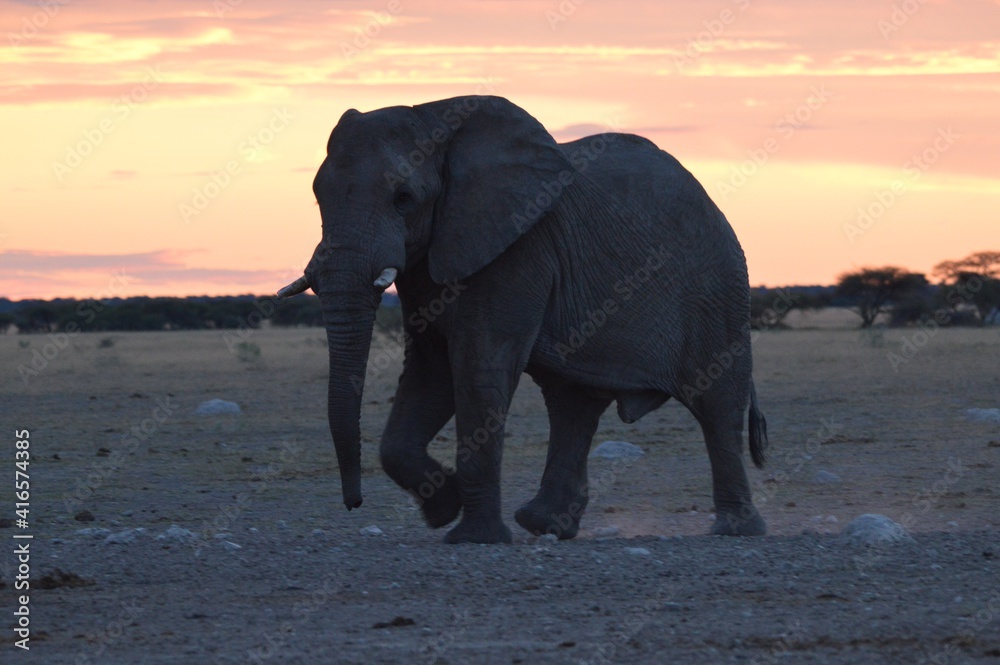 Elephant sunset