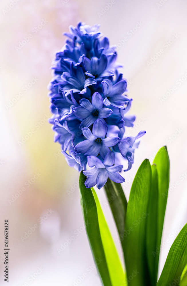 Obraz premium blooming purple hyacinth and green leaves on a light background close-up