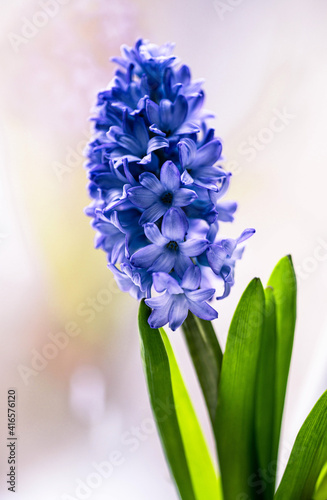 blooming purple hyacinth and green leaves on a light background close-up