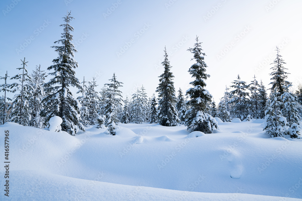 Winter magical landscape. Frosty trees in snowy forest in the sunny morning. Tranquil winter nature in sunlight. Majestic atmosphere. Snow nature. Outdoor shot.