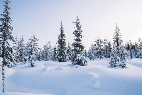 Winter Christmas idyllic landscape. White trees in forest covered with snow, snowdrifts against sunset nature outdoors. Splendid Christmas scene in the fabulous forest.