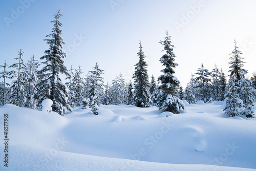 Winter magical landscape. Frosty trees in snowy forest in the sunny morning. Tranquil winter nature in sunlight. Majestic atmosphere. Snow nature. Outdoor shot. © eskstock