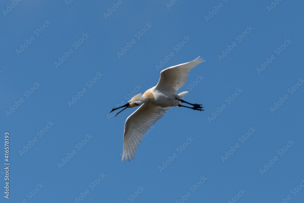Eurasian spoonbill (Platalea leucorodia) in flight. Eurasian spoonbill (Platalea leucorodia) in flight.
