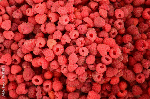 Harvest of ripe raspberries collected for canning