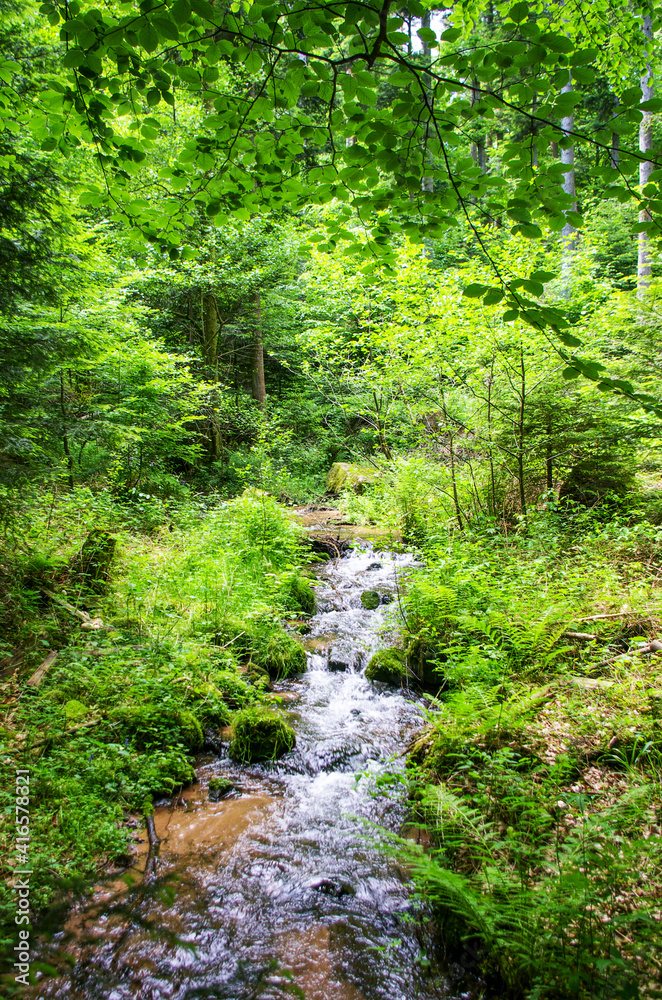 Petit ruisseau en sous-bois