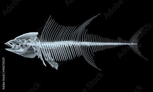 fish x-ray skeletons isolated on black background photo