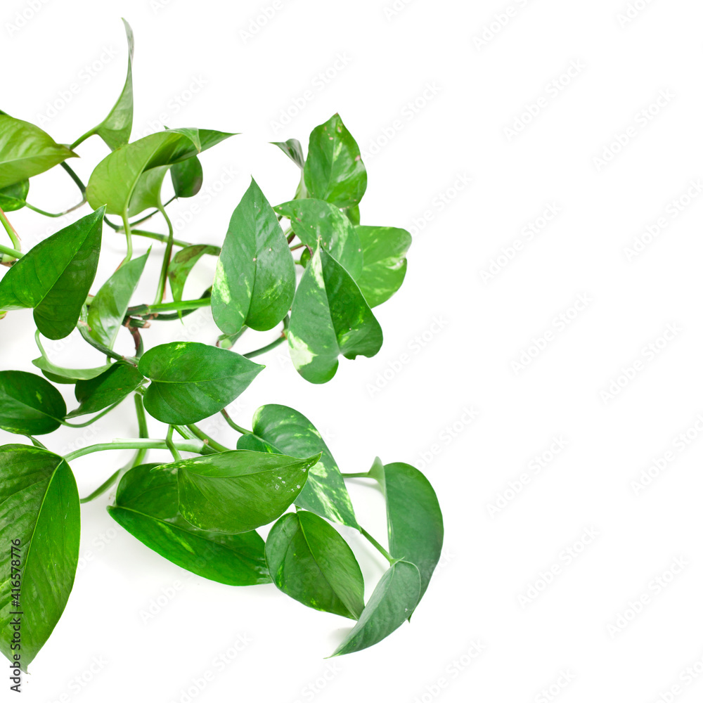 Syngonium plant isolated on a white background. Syngonium plant isolated on a white background.