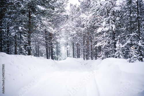 White nature environment of northern freezing wood with tall trees in snow, picture of scenic winter location of national park in Lapland destination. Beautiful winter panorama at snowfall.