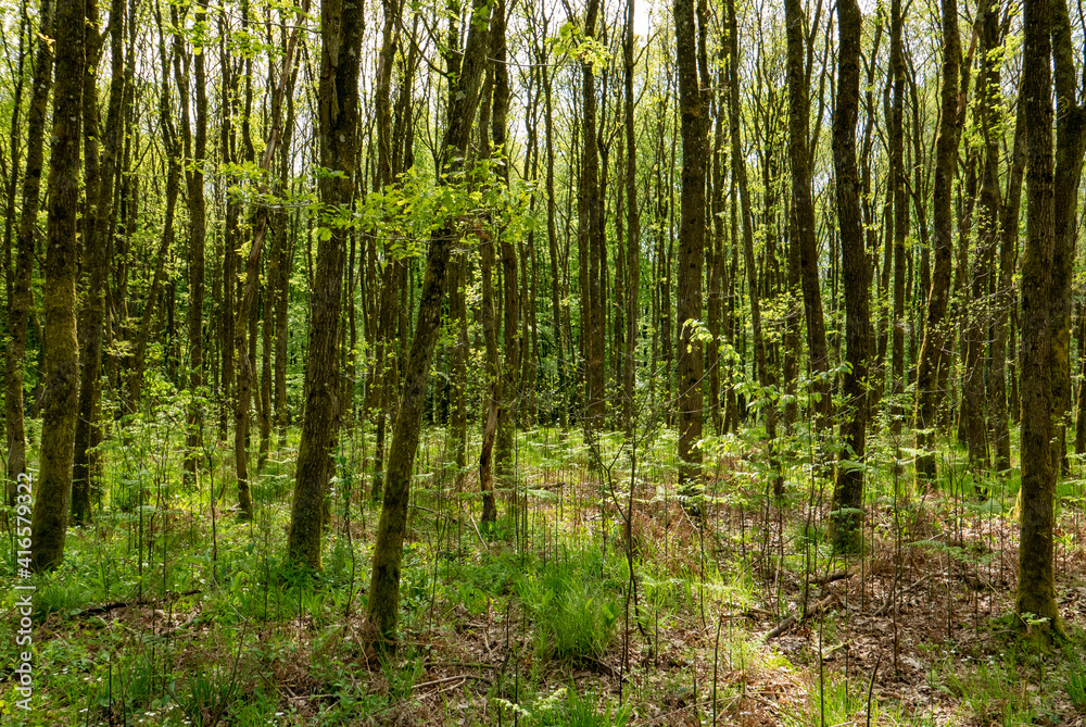 Fototapeta premium Forêt au printemps