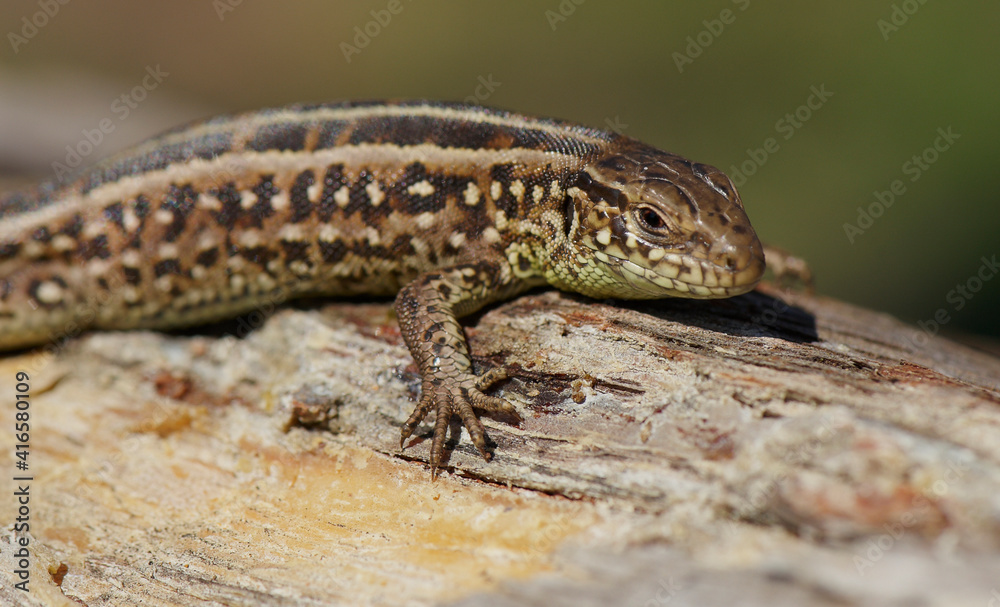A male sand lizard (Lacerta agilis) in human hand.It's native across most of Europe,and lives eastwards to Mongolia and northwest China.It prefers grassy and sunny habitats.It's green and brown animal A male sand lizard (Lacerta agilis) in human hand.It's native across most of Europe,and lives eastwards to Mongolia and northwest China.It prefers grassy and sunny habitats.It's green and brown animal