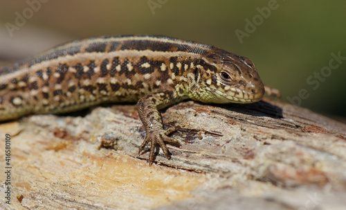 A male sand lizard  Lacerta agilis  in human hand.It s native across most of Europe and lives eastwards to Mongolia and northwest China.It prefers grassy and sunny habitats.It s green and brown animal