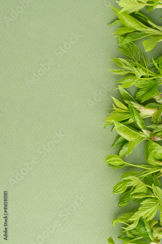 Young spring leaves on a green background with blank space on the left
