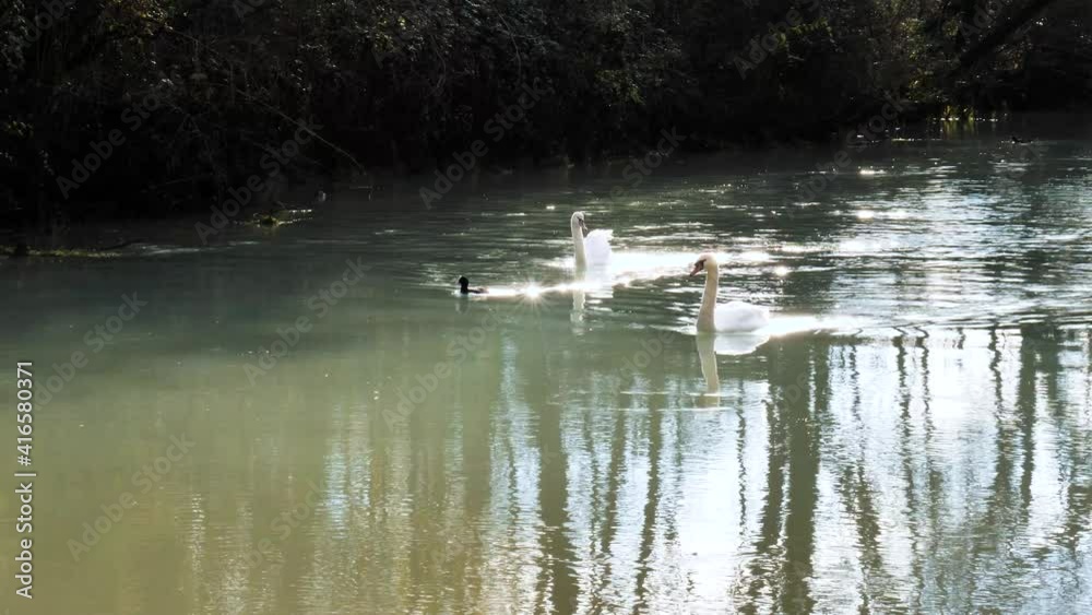 Two swans and a coot floating on a river while the sun shine on the ripples. Two swans and a coot floating on a river while the sun shine on the ripples.
