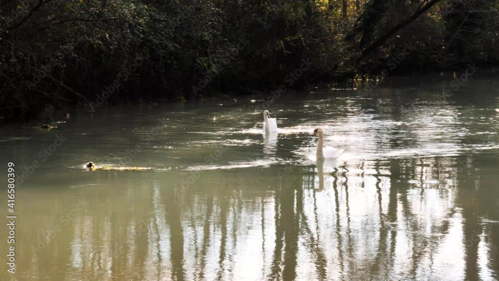 Swans and coots floating on a shiny river. Swans and coots floating on a shiny river.