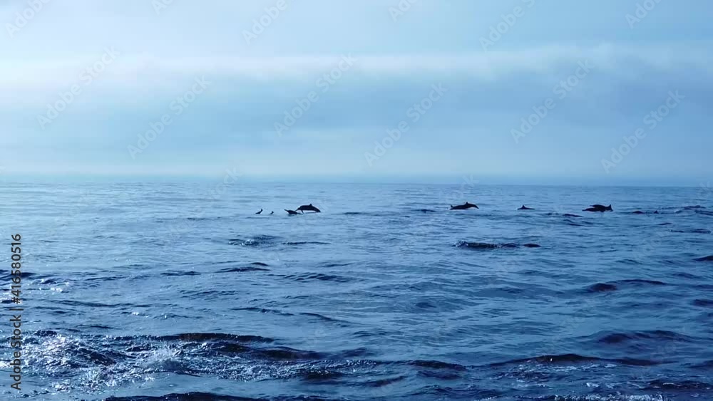 Spinner dolphins jumping off the coast of Mazunte, Oaxaca, Mexico, static slow motion Spinner dolphins jumping off the coast of Mazunte, Oaxaca, Mexico, static slow motion