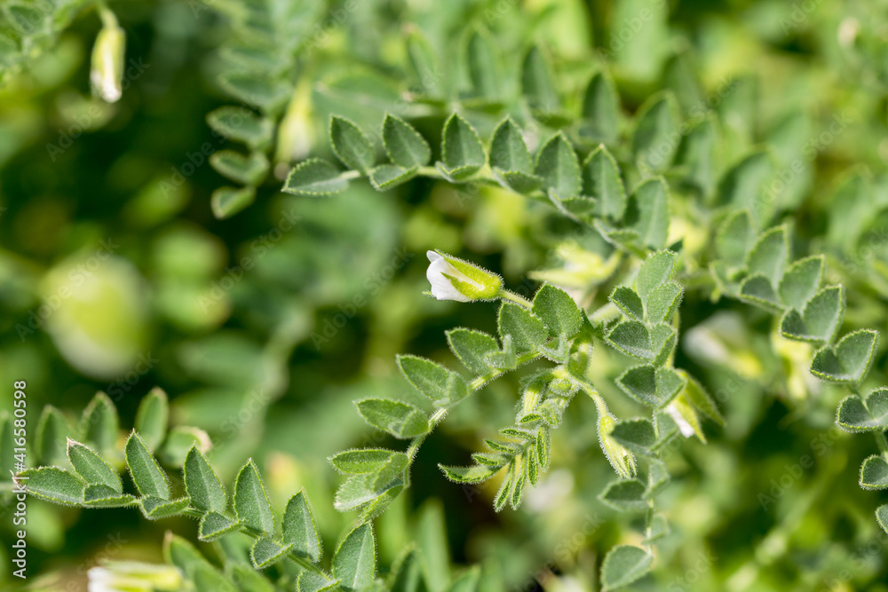 Green pod chickpea are growing on the field Green pod chickpea are growing on the field