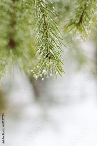 pine branches with sparkling drops of spring forest rain at the top of the vertical frame, copy space