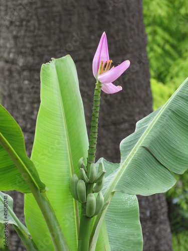pink orchid flower