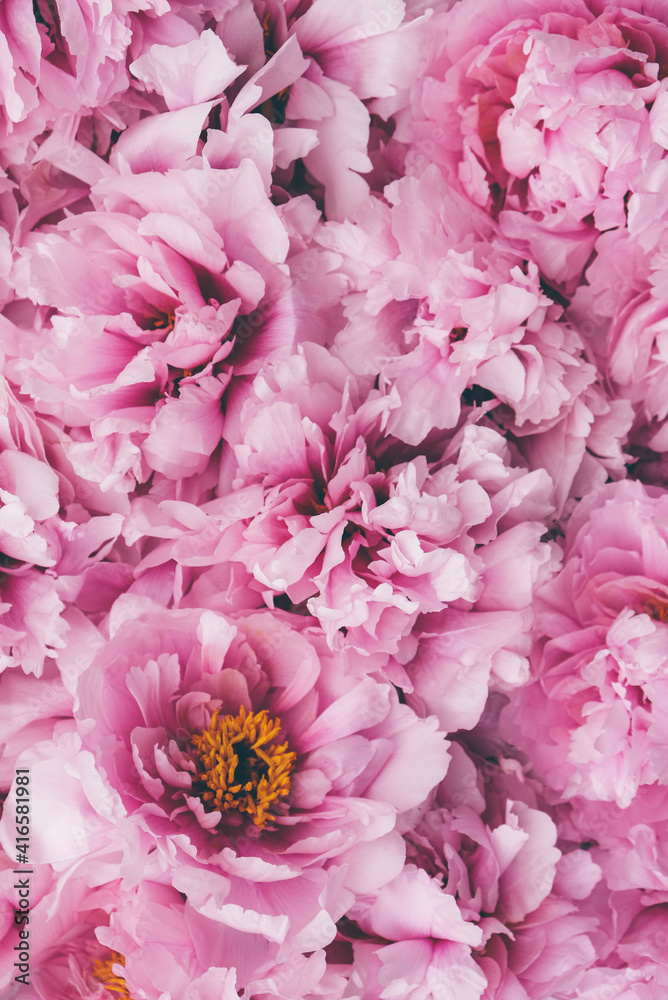 custom made wallpaper toronto digitalBeautiful fresh pink peony flowers in full bloom, close up, top view. Floral spring summer texture for background. Mother's day, Birthday, Valentine's day card. Blooming peonies.