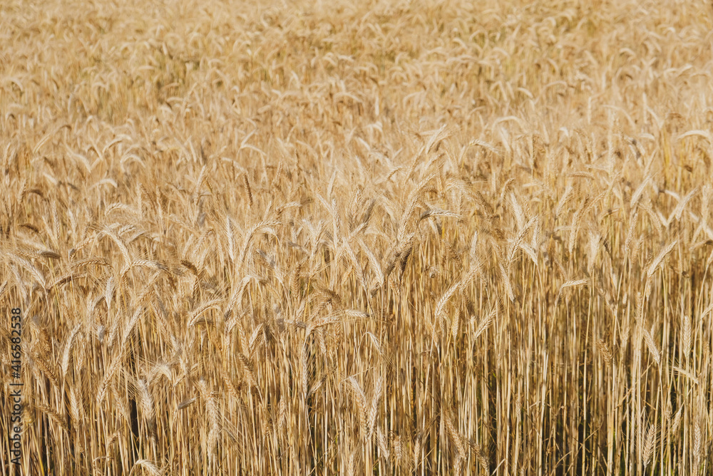 Rye field in a hot summer day, close up. Space for text. Natural summery background. Rye field in a hot summer day, close up. Space for text. Natural summery background.