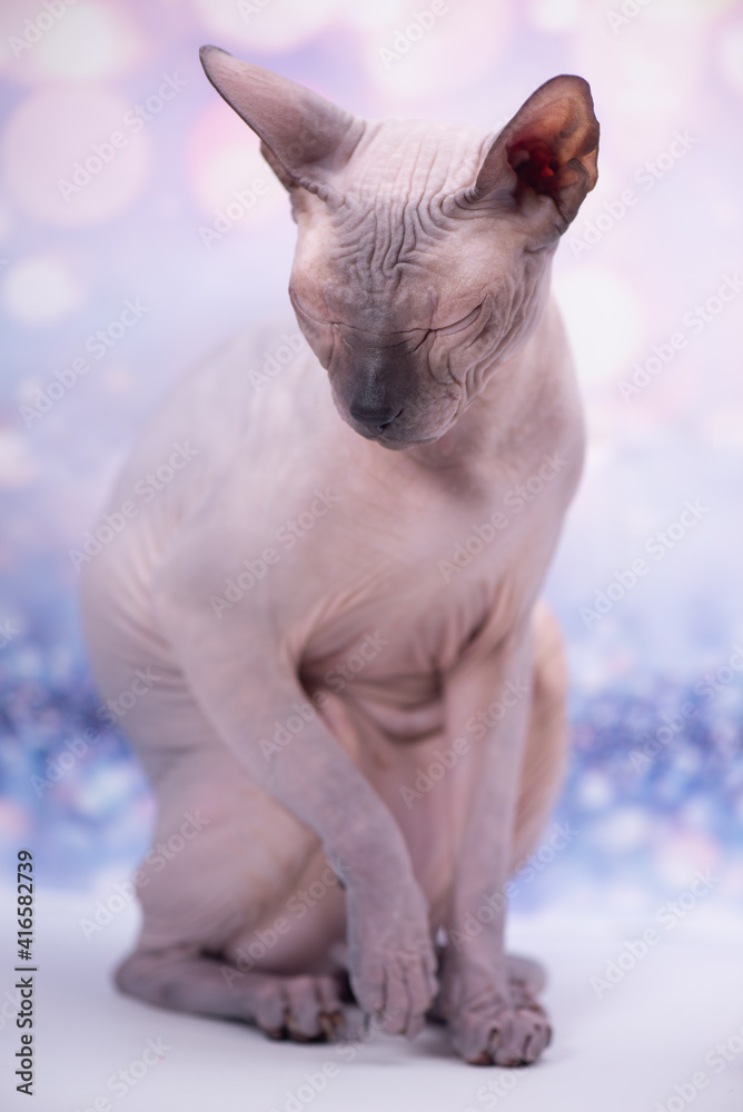 Sphinx cat sitting near a flower on a bright festive background