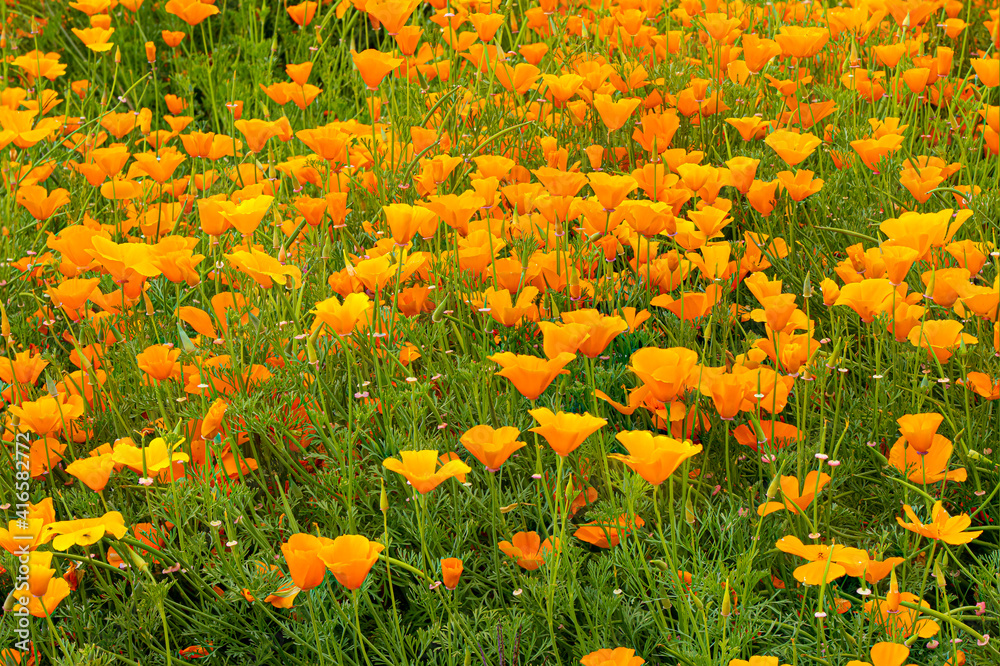A field of California Poppies near Mt Angel, Oregon
