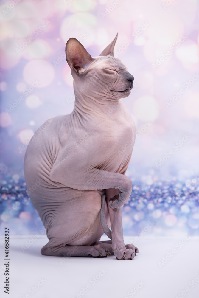 Sphinx cat sitting near a flower on a bright festive background