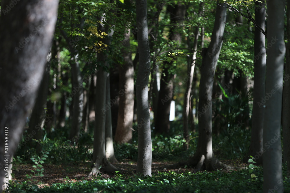 Fototapeta premium trees in the woods