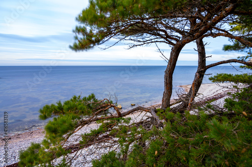 Pine trees growing on a stone beach with ocean background © It4All
