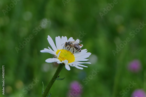 Insekten - Wildbiene (Apoidea)